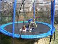 Pa trampoline 11
